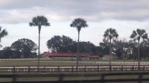 On our way to Ocala Art Show -passing through Marion County BIG HORSE COUNTRY