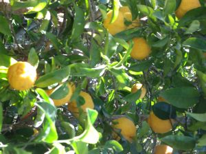 Lemon Trees on the Island were FULL and we were welcome to pick