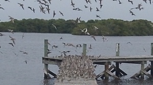 Birds on the Dock
