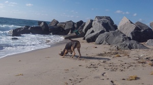 Daisy Scores a Coconut on the morning beach walk. 